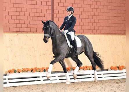 Oldenburger, Hengst, 4 Jahre, 168 cm, Schwarzbrauner