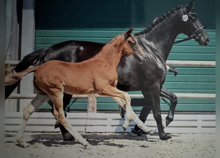 Oldenburger, Hengst, Veulen (04/2025), 168 cm, Donkere-vos