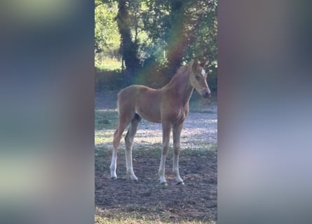 Oldenburger, Hengst, , 168 cm, Donkere-vos