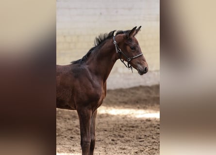 Oldenburger, Hengst, , 170 cm, Bruin