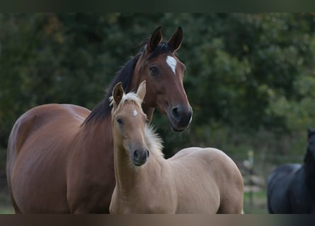 Oldenburger, Hengst, veulen (06/2024), 170 cm, Palomino