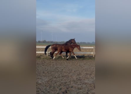 Oldenburger, Hengst, Veulen (05/2025), 170 cm, Vos
