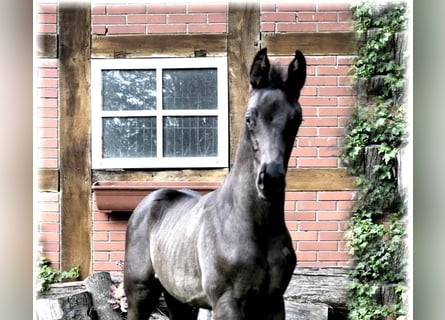 Oldenburger, Hengst, veulen (04/2024), 170 cm, Zwartbruin