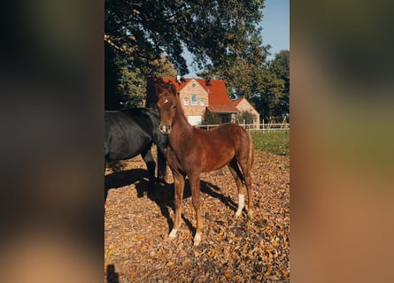 Oldenburger, Hengst, Veulen (05/2025), 172 cm, Donkere-vos