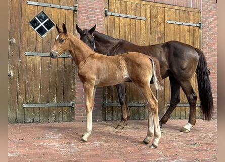 Oldenburger, Hengst, veulen (04/2024), 172 cm, Donkere-vos