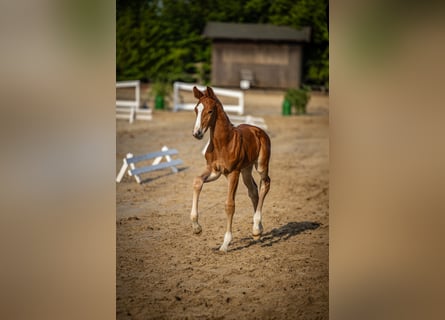 Oldenburger, Hengst, , 173 cm, Donkere-vos