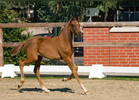 Oldenburger, Hengst, veulen (01/2024), 173 cm, Donkere-vos