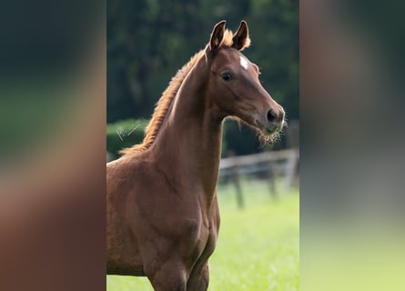 Oldenburger, Hengst, veulen (04/2024), 173 cm, Donkere-vos