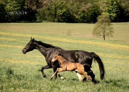 Oldenburger, Hengst, Veulen (04/2026), 175 cm, Buckskin