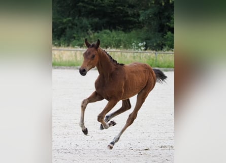 Oldenburger, Hengst, Veulen (02/2026), Bruin