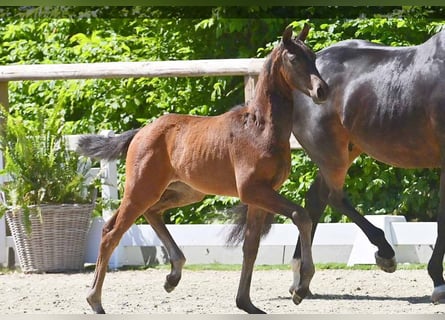 Oldenburger, Hengst, , Bruin