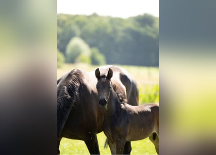 Oldenburger, Hengst, , Donkerbruin