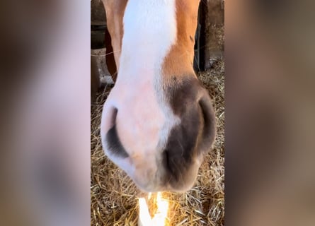 Oldenburger, Hengst, , Donkere-vos