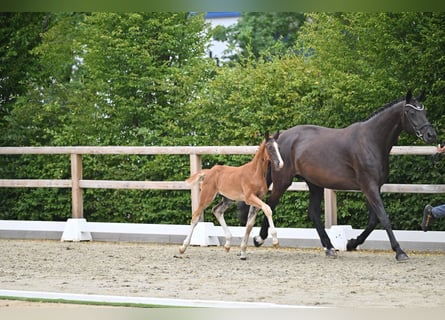 Oldenburger, Hengst, Veulen (05/2026), Donkere-vos