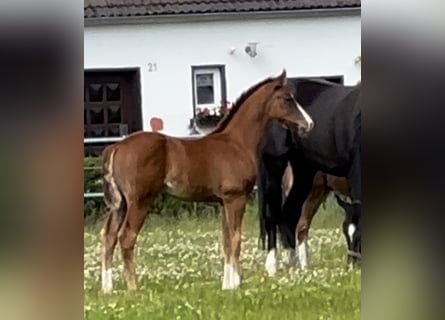 Oldenburger, Hengst, , Donkere-vos