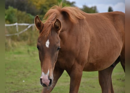 Oldenburger, Hengst, veulen (04/2024), Donkere-vos