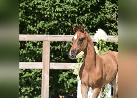Oldenburger, Hengst, Veulen (06/2025), Donkere-vos
