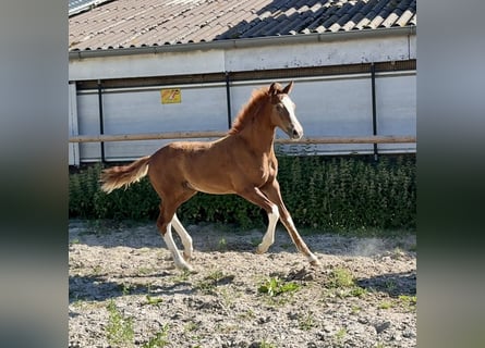 Oldenburger, Hengst, Veulen (04/2025)