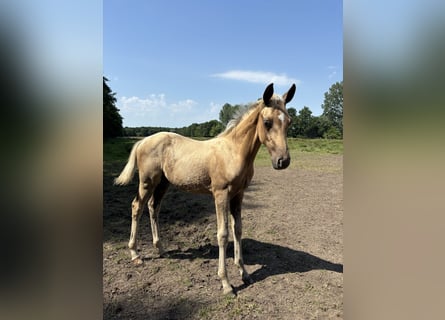Oldenburger Mix, Hengst, Veulen (04/2025), Palomino