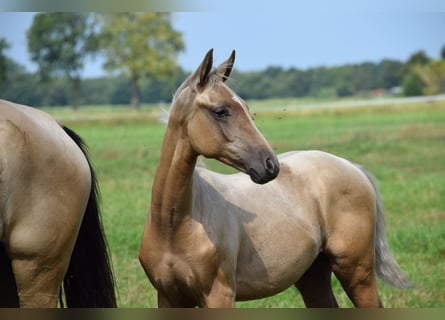 Oldenburger Mix, Hengst, Veulen (04/2025), Palomino