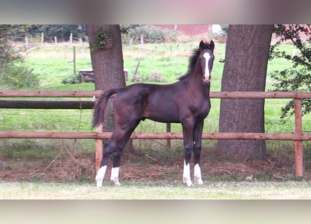 Oldenburger, Hengst, Veulen (04/2025), Zwartbruin