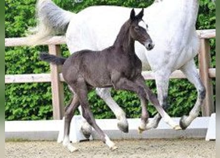 Oldenburger, Hengst, Veulen (03/2026), Zwartschimmel