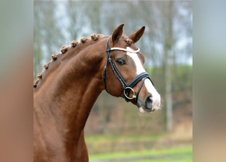 Oldenburger, Hengst, 21 Jahre, 168 cm, Fuchs