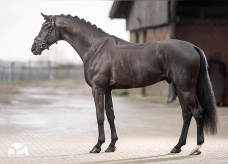 Oldenburger, Hengst, 7 Jaar, 175 cm, Zwart