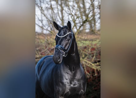 Oldenburger, Hengst, 4 Jaar, 170 cm, Zwart