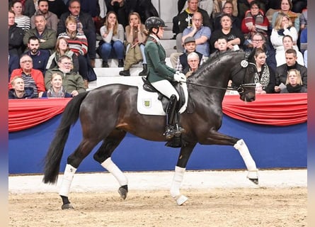 Oldenburger, Hengst, 6 Jaar, 170 cm, Zwartbruin