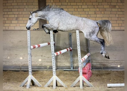 Oldenburger, Merrie, 10 Jaar, 164 cm, Schimmel