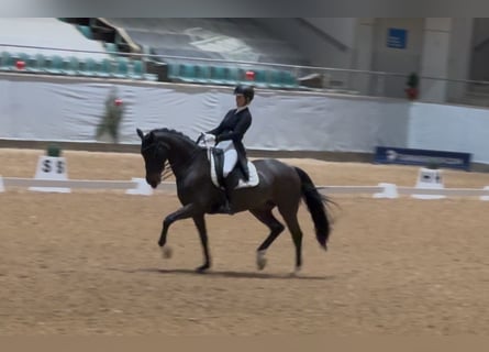 Oldenburger, Merrie, 10 Jaar, 165 cm, Bruin