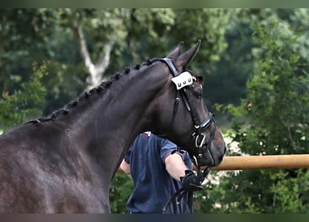 Oldenburger, Merrie, 10 Jaar, 172 cm, Zwartbruin