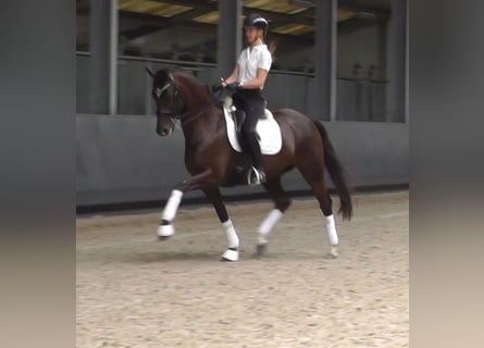 Oldenburger, Merrie, 11 Jaar, 165 cm, Donkere-vos