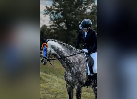 Oldenburger, Merrie, 11 Jaar, 173 cm, Schimmel