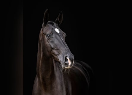 Oldenburger, Merrie, 12 Jaar, 165 cm, Donkerbruin