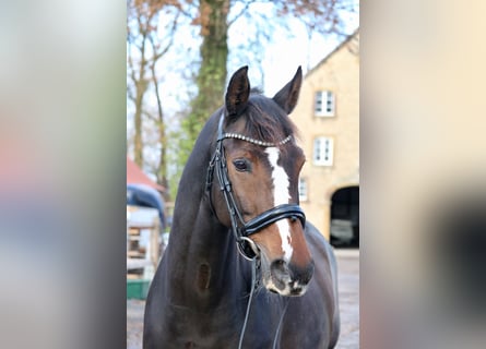 Oldenburger, Merrie, 12 Jaar, 166 cm, Bruin