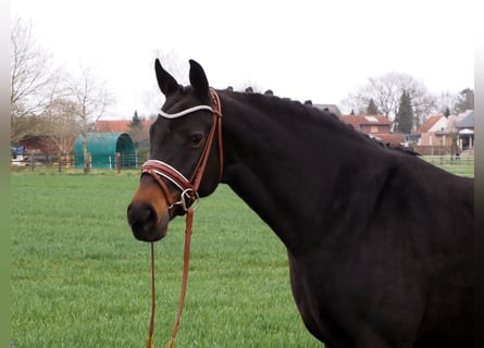 Oldenburger, Merrie, 12 Jaar, 168 cm, Zwartbruin