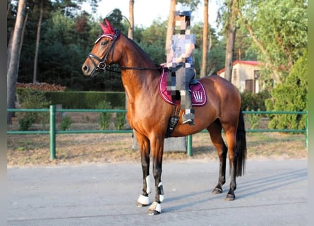 Oldenburger, Merrie, 12 Jaar, 170 cm, Bruin