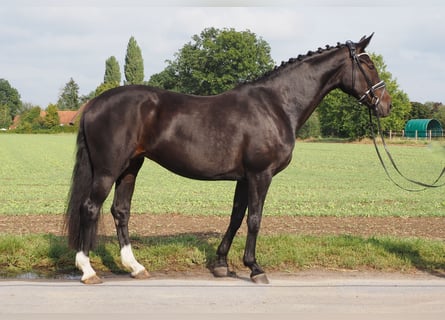 Oldenburger, Merrie, 12 Jaar, 171 cm, Zwartbruin