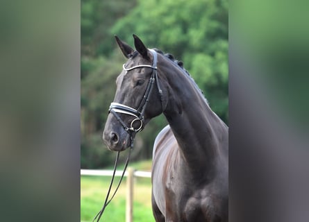 Oldenburger, Merrie, 12 Jaar, 175 cm, Zwartbruin