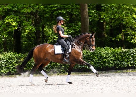 Oldenburger, Merrie, 13 Jaar, 167 cm, Donkerbruin