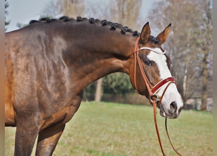 Oldenburger, Merrie, 13 Jaar, 168 cm, Bruin