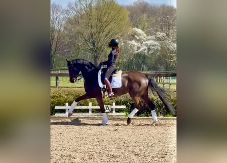 Oldenburger, Merrie, 13 Jaar, 169 cm, Donkerbruin