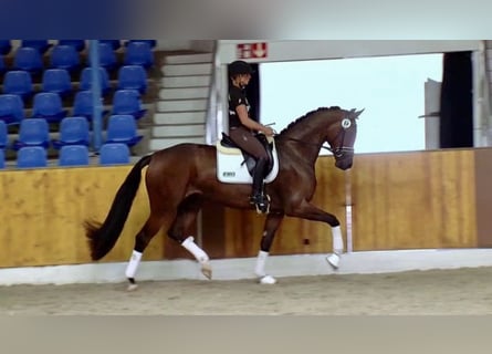 Oldenburger, Merrie, 13 Jaar, 170 cm, Bruin