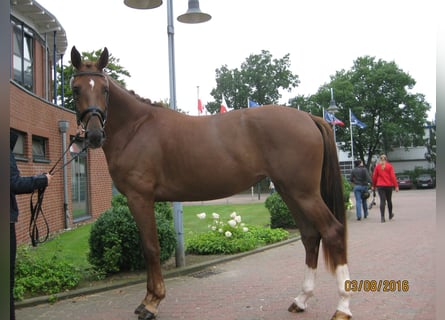 Oldenburger, Merrie, 13 Jaar, 173 cm, Donkere-vos