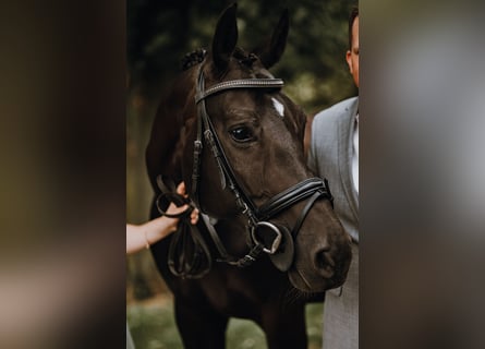 Oldenburger, Merrie, 14 Jaar, 162 cm, Zwartbruin