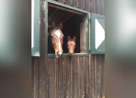 Oldenburger, Merrie, 14 Jaar, 168 cm, Donkerbruin