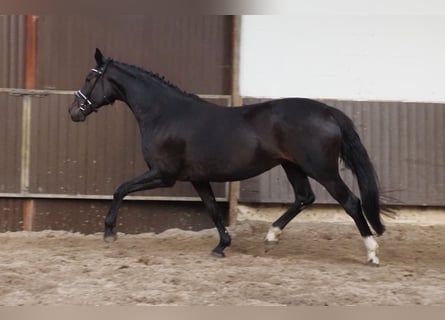 Oldenburger, Merrie, 14 Jaar, 170 cm, Zwartbruin