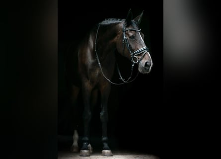 Oldenburger, Merrie, 14 Jaar, 173 cm, Zwartbruin